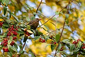 Blackbird (Turdus merula) female eating berries in autumn, domaine du Charmois park, vandoeuvre-les-nancy, Lorraine, France