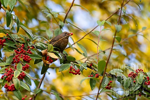Blackbird_Turdus_merula_female_eating_berries_in_autumn_domaine_du_Charmois_park_vandoeuvrelesnancy_