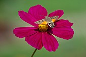 Olive Bee Hawk-moth (Macroglossum stellatarum), foraging butterfly in flight over a Garden Cosmos (Cosmos bipinnatus) flower, Jardin botanique Jean-Marie Pelt, Nancy, Lorraine, France