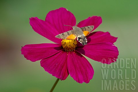 Olive_Bee_Hawkmoth_Macroglossum_stellatarum_foraging_butterfly_in_flight_over_a_Garden_Cosmos_Cosmos