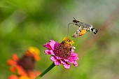 Olive Bee Hawk-moth (Macroglossum stellatarum) foraging in flight on a Zinnia elegans flower, Botanical Garden Jean-Marie Pelt, Nancy, Lorraine, France