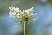 Cabbage maggot (Eurydema ornata) on flower, Lorraine, France