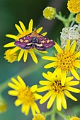 Common Purple-and-gold (Pyrausta purpuralis) ragwort flower, Lorraine, France