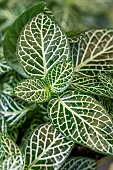 Nerve Plant (Fittonia verschaffeltii)