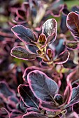 Coprosma Pacific Dawn