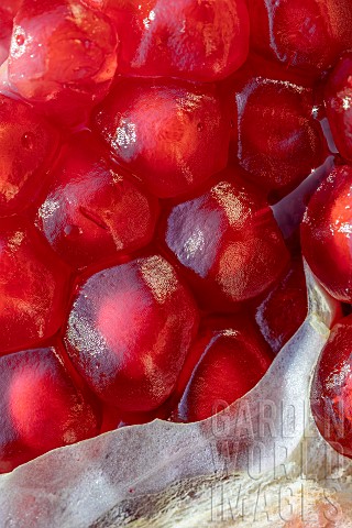 Closeup_of_Pomegranate_fruit_Punica_granatum_split_open