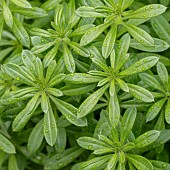 Cleavers (Galium aparine), foliage