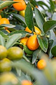 Kumquat (Fortunella margarita)