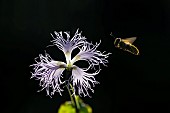 Bee in flight and flower of Large Pink (Dianthus superbus), a nationally protected species, Le Hohneck La Bresse, Crêtes vosgiennes, Hautes chaumes, France