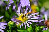 Hoverfly (Sphaerophoria scripta) on aster, botanical garden Jean-Marie Pelt, Nancy, Lorraine, France