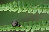 Hairy snail (Trochulus hispidus), on fern, Bellefontaine valley Champigneulles, Lorraine, France