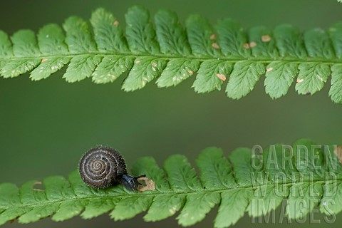 Hairy_snail_Trochulus_hispidus_on_fern_Bellefontaine_valley_Champigneulles_Lorraine_France