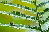 Hairy snail (Trochulus hispidus), on fern, Bellefontaine valley Champigneulles, Lorraine, France