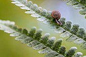 Hairy snail (Trochulus hispidus), on fern, Bellefontaine valley Champigneulles, Lorraine, France