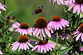 Red Admiral (Vanessa atalanta) in flight above flowers of Echinacea purpurea, Jardin des plantes in front of the Muséum national dhistoire naturelle, Paris, France