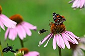 Red Admiral (Vanessa atalanta), Honey bee (Apis mellifera), Buff-tailed Bumblebee (Bombus terrestris) and Carpenter Bee (Xylocopa violacea) on flower of Echinacea purpurea, Jardin des plantes in front of the Muséum national dhistoire naturelle, Paris, France