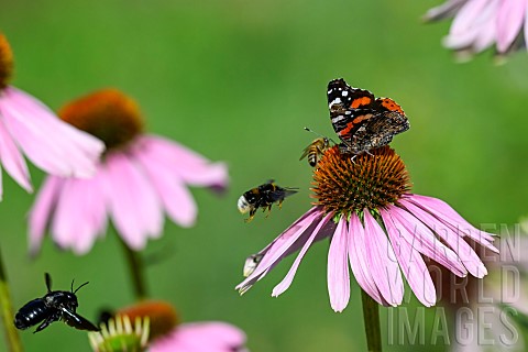 Red_Admiral_Vanessa_atalanta_Honey_bee_Apis_mellifera_Bufftailed_Bumblebee_Bombus_terrestris_and_Car