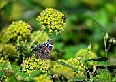 Red Admiral(Vanessa atalanta) on climbing ivy (Hedera helix) and Ivy bee (Colletes hederae) in flight, Jardin botanique Jean-Marie Pelt, Nancy, Lorraine, France