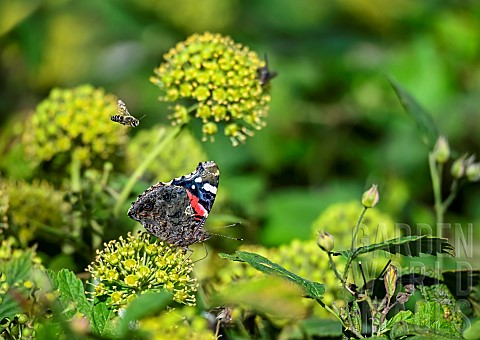 Red_AdmiralVanessa_atalanta_on_climbing_ivy_Hedera_helix_and_Ivy_bee_Colletes_hederae_in_flight_Jard