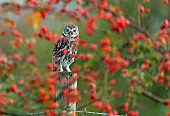 Little owl (Athena noctua) amongst rose hip (Rosa canina), England