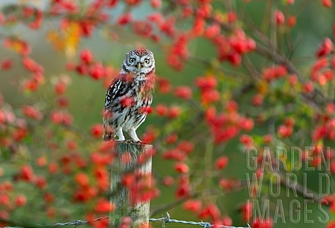 Little_owl_Athena_noctua_amongst_rose_hip_Rosa_canina_England