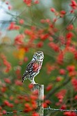 Little owl (Athena noctua) amongst rose hip (Rosa canina), England