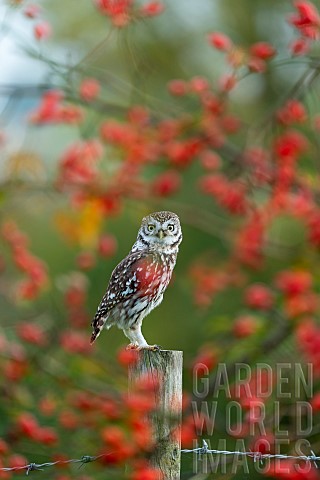 Little_owl_Athena_noctua_amongst_rose_hip_Rosa_canina_England