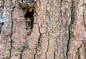 Little owl (Athena noctua) looking out though a hole in a tree, England