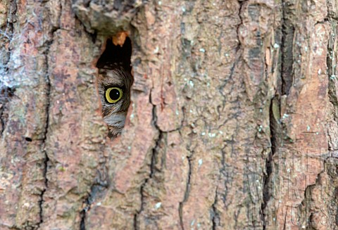 Little_owl_Athena_noctua_looking_out_though_a_hole_in_a_tree_England