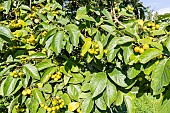 Dicksons koda tree, Ehretia dicksonii, fruits