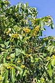 Dicksons koda tree, Ehretia dicksonii, fruits