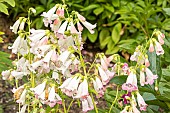 Beard Tongue Apple Blossom, Penstemon Apple Blossom, flowers