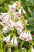 Beard Tongue Apple Blossom, Penstemon Apple Blossom, flowers
