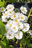 Rosa Thalia, flowers