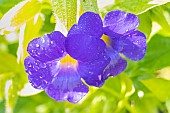 Blue Glory Vine, Thunbergia battiscombei, flowers