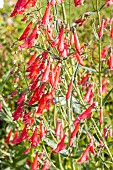 Beard Tongue Coccineus, Penstemon barbata Coccineus, flowers
