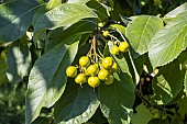 Dicksons koda tree, Ehretia dicksonii, fruits