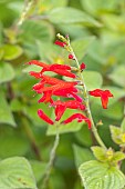 Sage?Pineapple?, Salvia rutilans ?Pineapple?, flowers