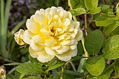 Rosa Anny Duperey, flower