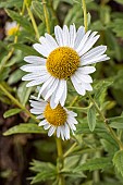 Giant Daisy, Leucanthemella serotina, flowers
