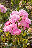 Rose Satina, Rosa Satina, flowers