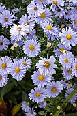 Michelmas daisy Porzellan, Symphyotrichum novi-belgii Porzellan, flowers