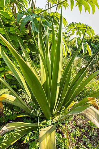 False_agave_Furcraea_selloa