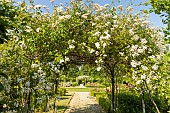 Rosa Long John Silver in bloom