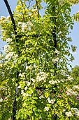 Rosa Long John Silver in bloom