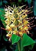 Spiked ginger Lily (Hedychium spicatum) flowers