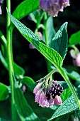 Comfrey flower (Symphytum sp)