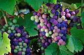 Véraison in summer (grapes ripen on the bunch), Poulsard grape variety, AOC Côtes du Jura organic vineyard, France