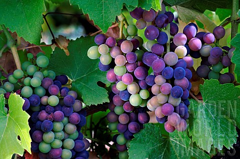 Vraison_in_summer_grapes_ripen_on_the_bunch_Poulsard_grape_variety_AOC_Ctes_du_Jura_organic_vineyard