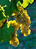 Bunch of grapes in summer (Chardonnay grape variety), AOC Côtes du Jura vineyard, France